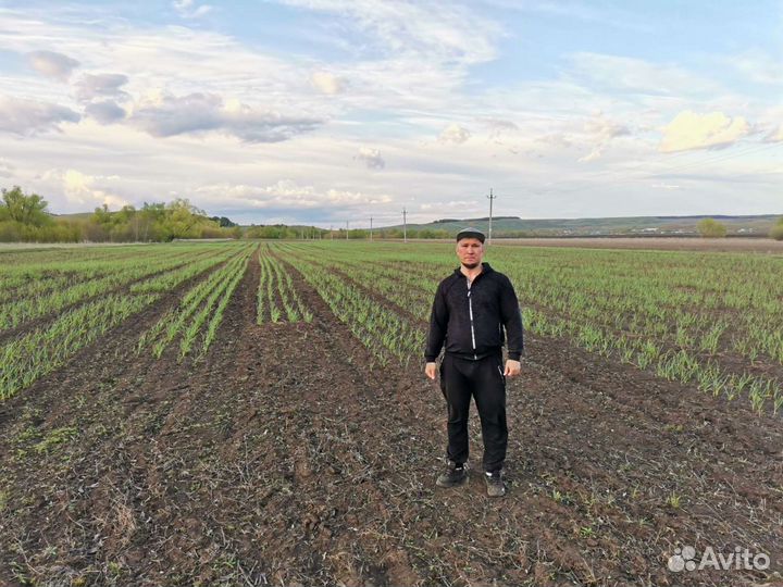 Чеснок семенной сорт «Добрыня»