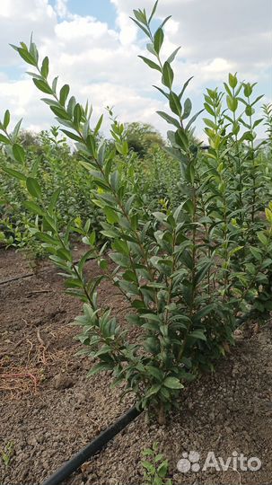 Бирючина обыкновенная