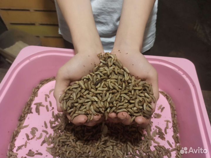 Опарыш черной львинки