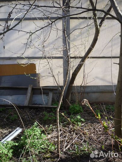 Саженцы синей сливы плодоносящие 3-х летки