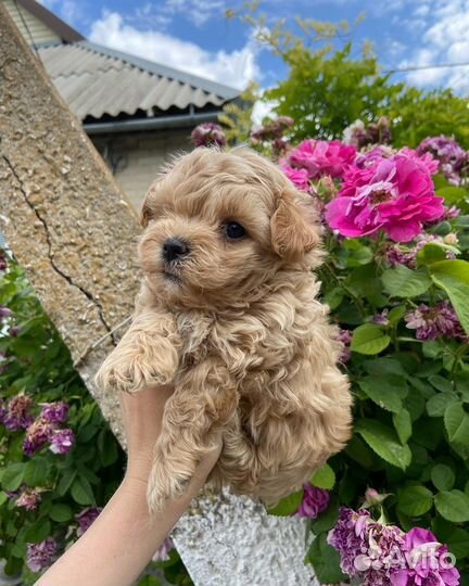 Мальтипу микро ф1 корея нереальные