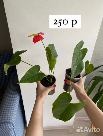 Продам цветы комнатные