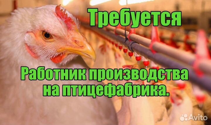 Стабильная заработная плата на птицефабрике Вахта