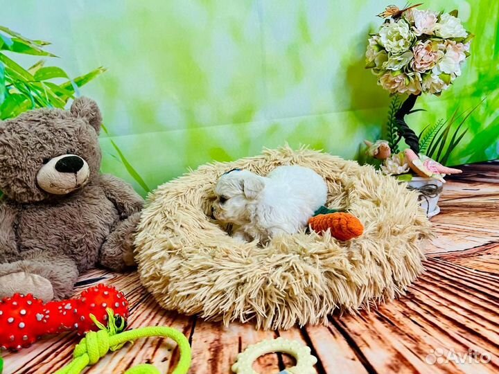 Сладкие пушистики мальтипу