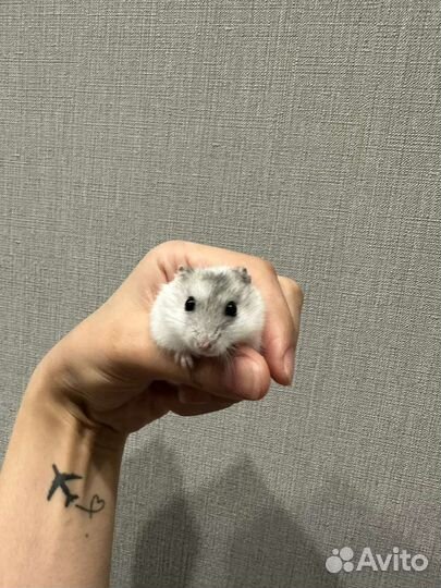 Джунгарский хомяк бесплатно