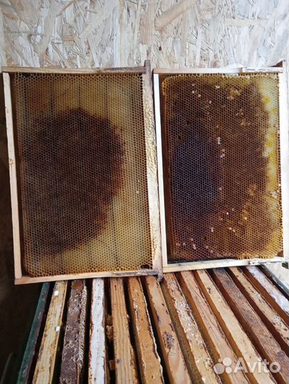 Сушь для пчел