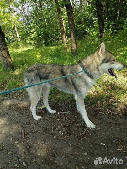 Собака Хася в добрые руки