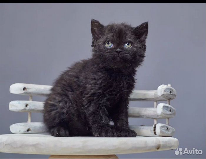 Кудрявые малыши