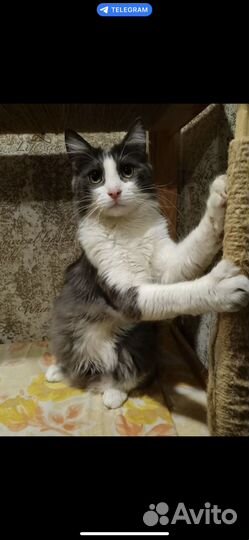 Молодой котик в добрые руки