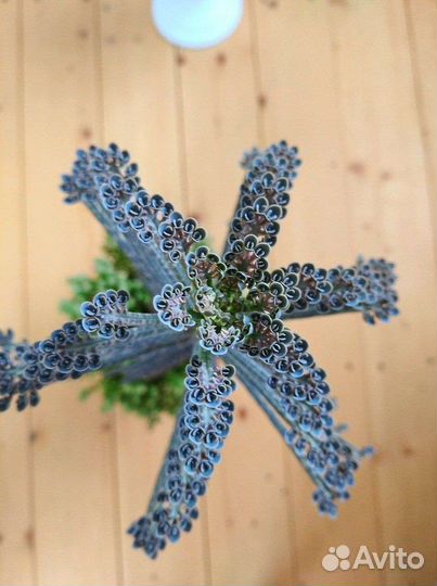 Каланхоэ вариегатное трубкоцветное серые бабочки