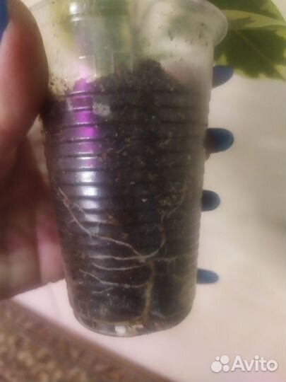 Фикус бенджамина