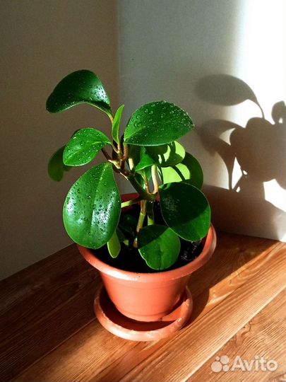 Пеперомия туполистная