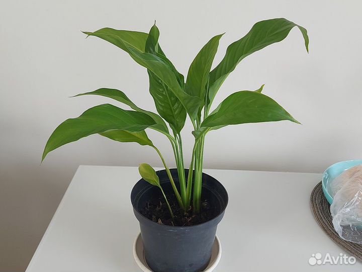 Спатифиллум