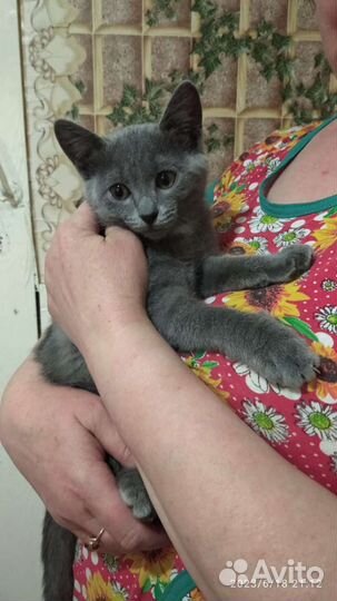 Котенок
