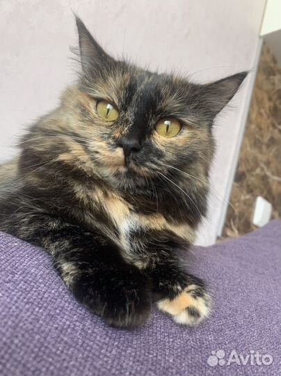 Сибирская кошка