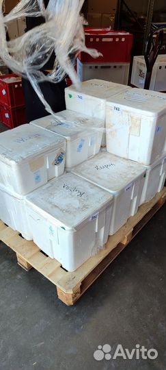 Красная икра оптом