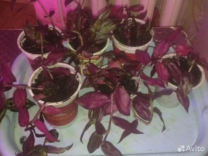 Традисканция тайская, каланхоэ цветущий