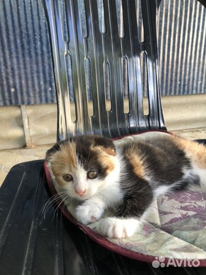 Котенок девочка бесплатно