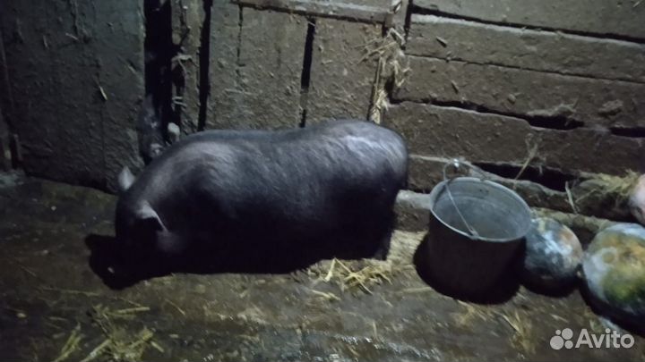 Вьетнамская свинья