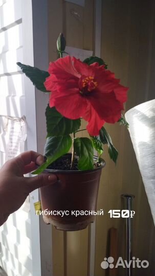 Комнатные растения цветы