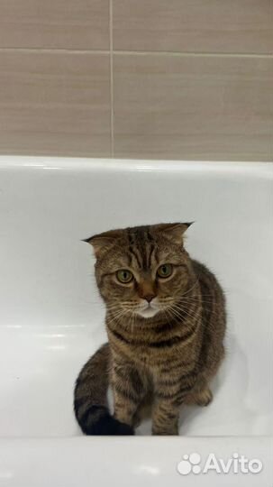 Кошка в дар бесплатно
