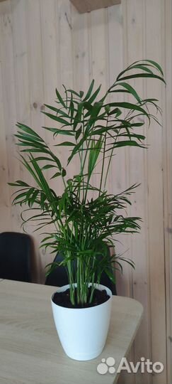 Хамедорея Элеганс