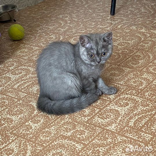 Кошка в дар бесплатно