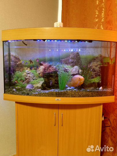 Аквариум