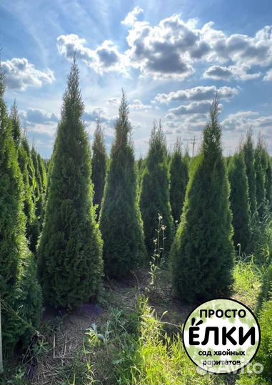 Туя западная Смарагд