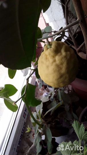 Лимон плодоносящий