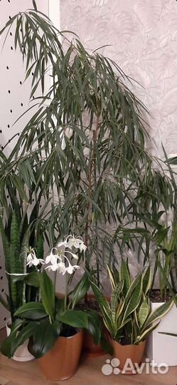 Фикусы - крупномеры