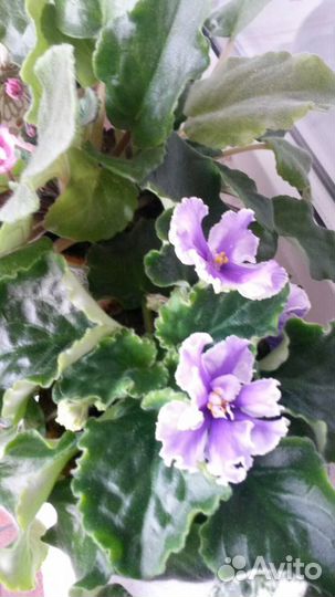 Фикусы, фиалки, кактусы для дома и офиса