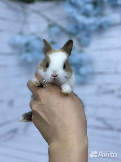 Мини ручной крольчонок