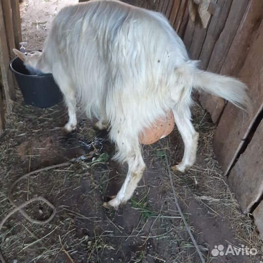 Коза дойная зааненская 2йокот