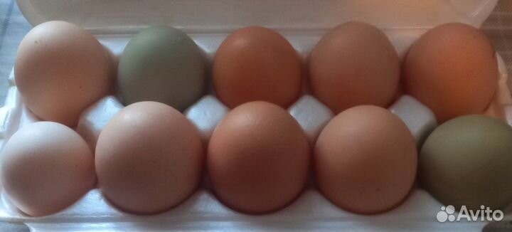 Яйцо домашних кур