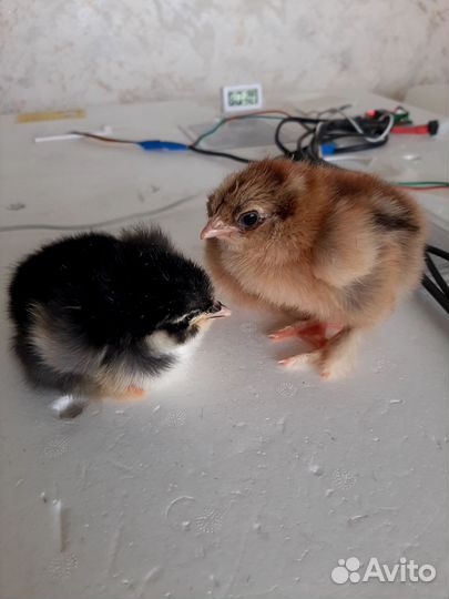 Цыплята породы брама