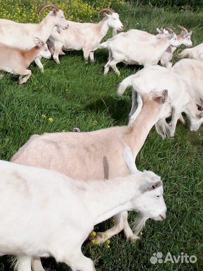 Козы дойные