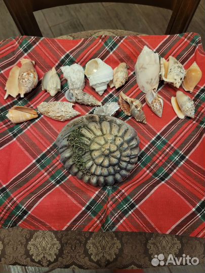 Морские ракушки раковины