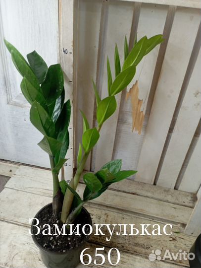 Комнатные цветы Замиокулькас Долларовое дерево
