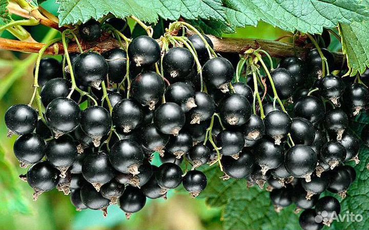 Саженцы малины, крыжовника, ч/смородины, ежевики