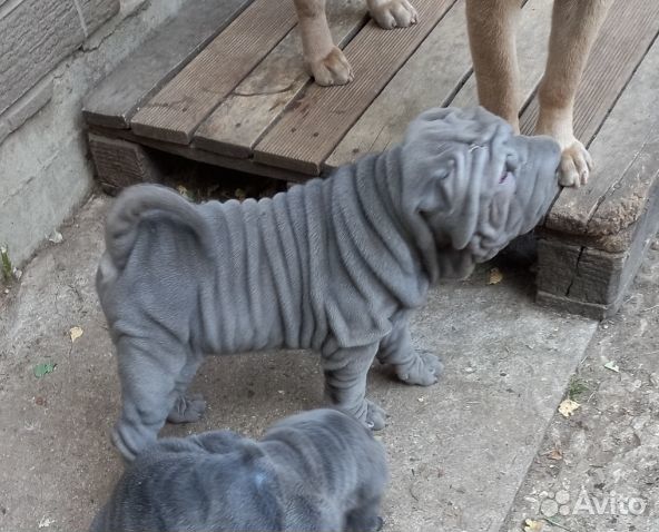 Шарпей щенки