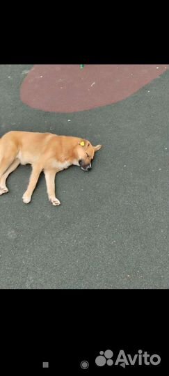 Джек ищет дом