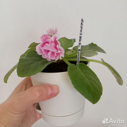 Фиалки сортовые детки, стартеры