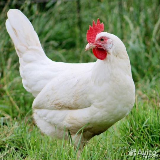 Куры несушки с доставкой