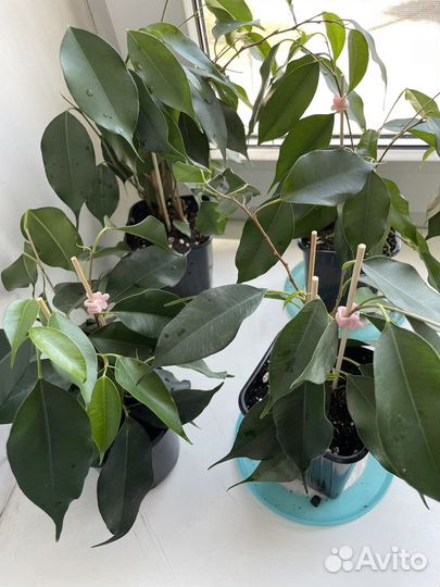 Фикус Даниэль