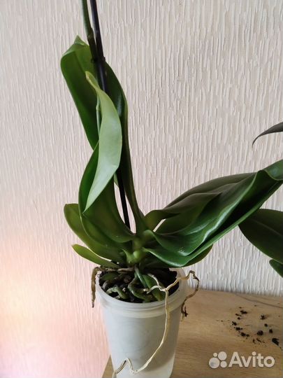 Орхидея фаленопсис