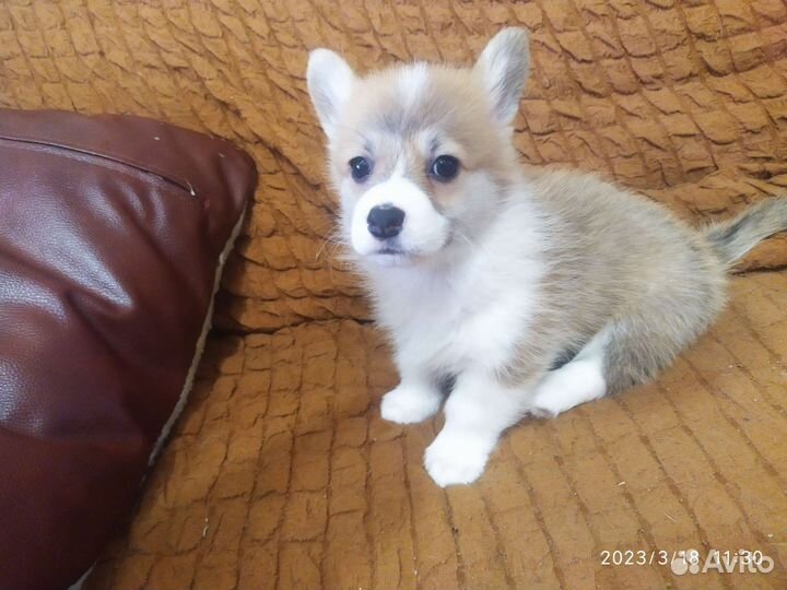 Собаки щенки