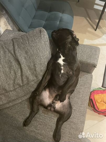 Вязка собаки