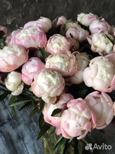 7 Пионов, 15 Пионов, Букет пионов, Доставка Пионы