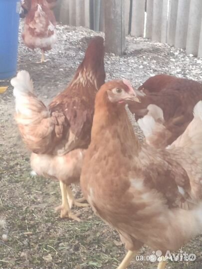 Куры несушки